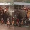 ఆలయ ఉత్సవాల్లో ఏనుగుల బీభత్సం.. ముగ్గురు మృతి