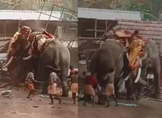 ఆలయ ఉత్సవాల్లో ఏనుగుల బీభత్సం.. ముగ్గురు మృతి