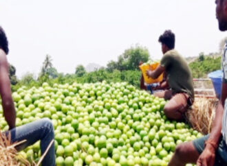 చేదెక్కిన చీనీ ధర